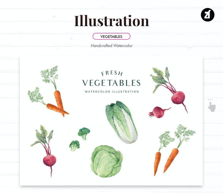 25xt-170594 Fresh-vegetables-handdraw-watercolor-illustrationsz3.jpg
