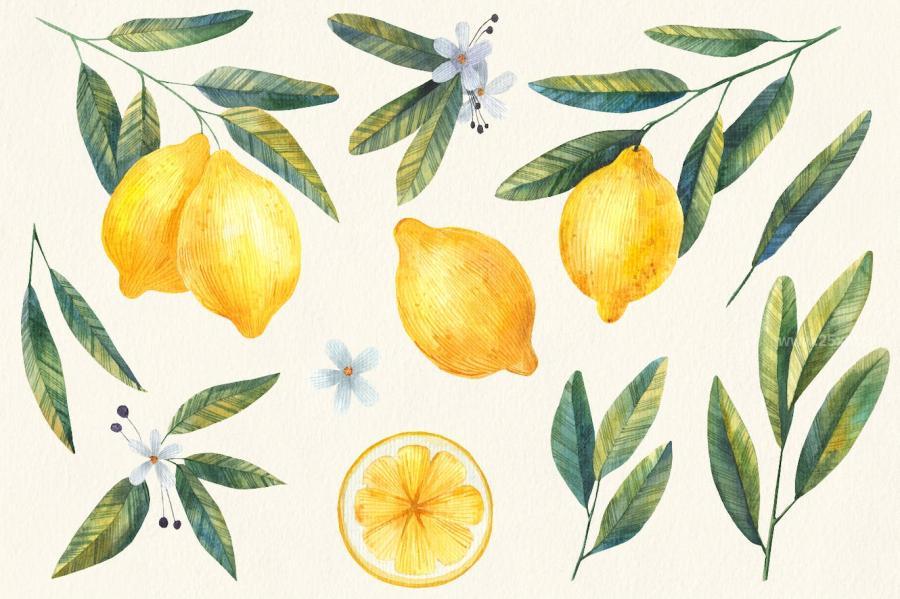 25xt-174172 Watercolor-Lemon-Clipart-Citrusz3.jpg