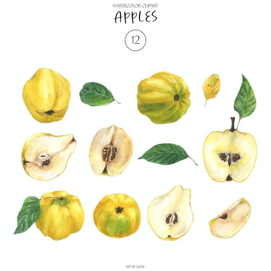 25xt-165482 Quince-fruits-apple-quince-vegetarian-illustrationz3.jpg