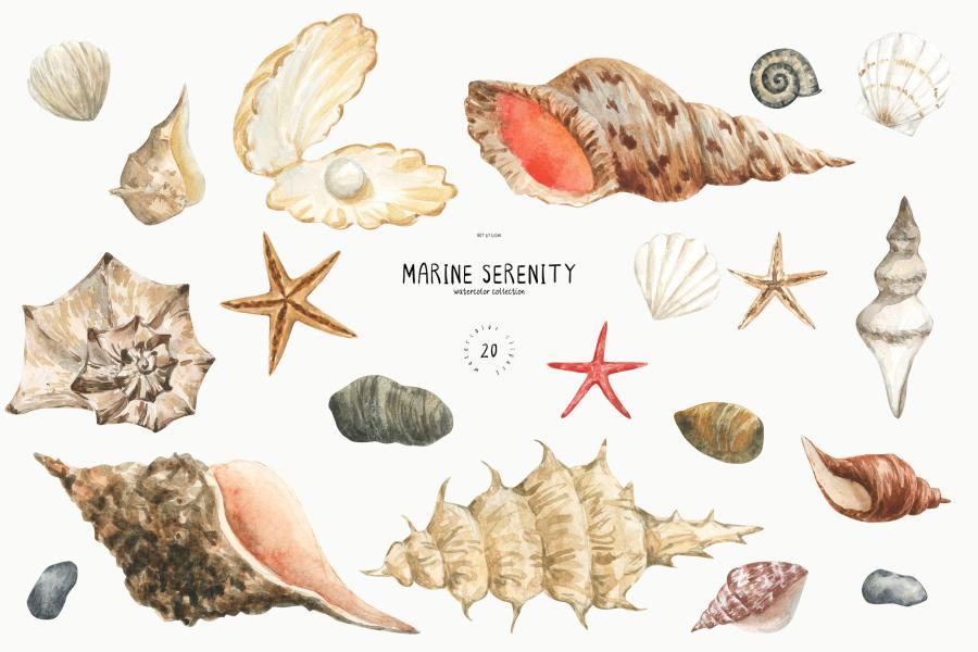 25xt-173802 Watercolor-Sea-Shells-Clipart-Starfish-Stone-Pearlz2.jpg