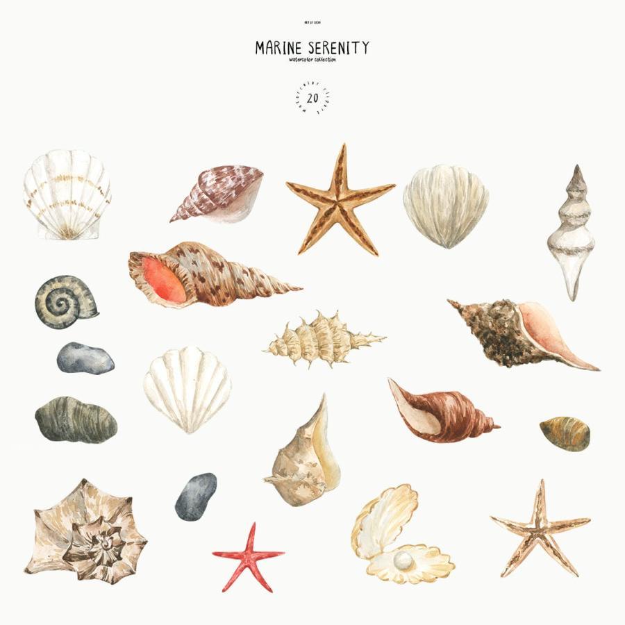 25xt-173802 Watercolor-Sea-Shells-Clipart-Starfish-Stone-Pearlz3.jpg