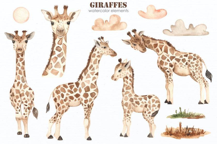 25xt-155086 WatercolorGiraffesz3.jpg