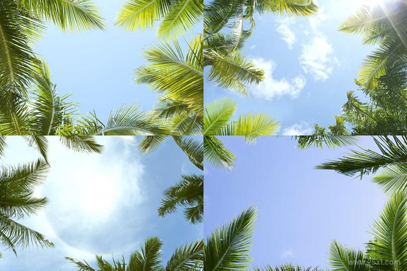 25xt-612361 12PalmTreesAgainstBlueSkyBackgroundsz3.jpg