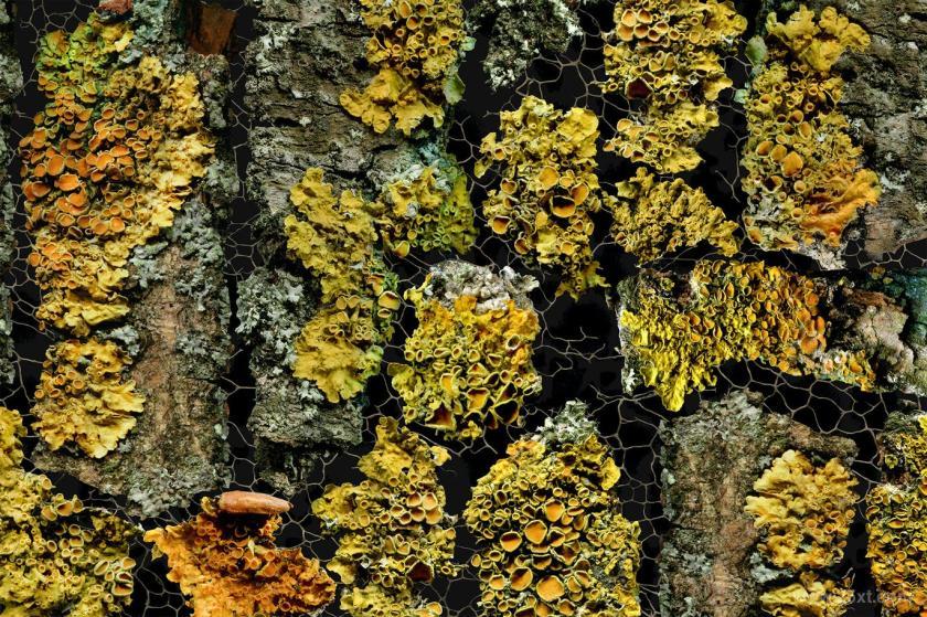 25xt-484556 NaturalBackgroundsVol3z6.jpg