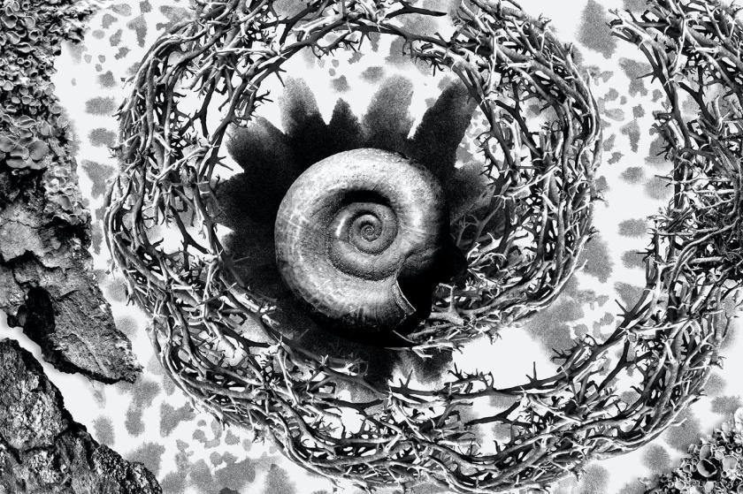 25xt-5042865 NaturalBackgroundsVol2z4.jpg