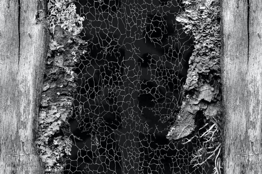 25xt-5042865 NaturalBackgroundsVol2z7.jpg