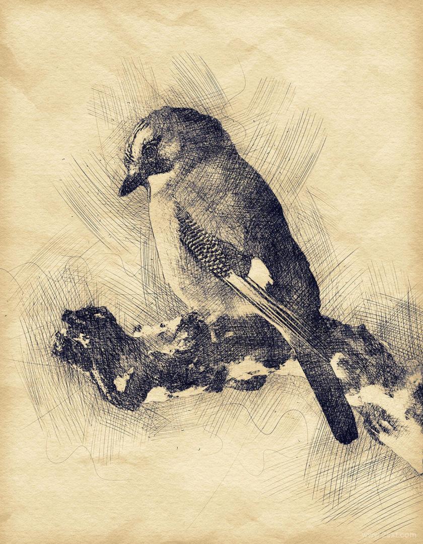 25xt-610484 PenSketchPhotoshopActionz7.jpg