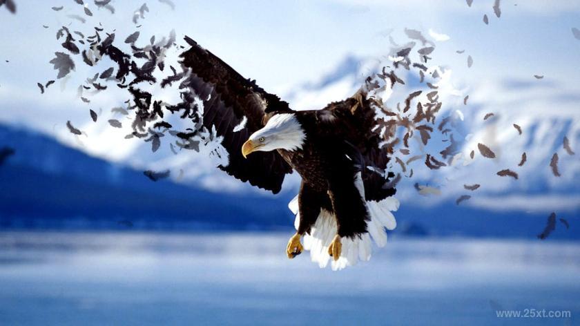 25xt-610512 FeathersPhotoshopActionz12.jpg