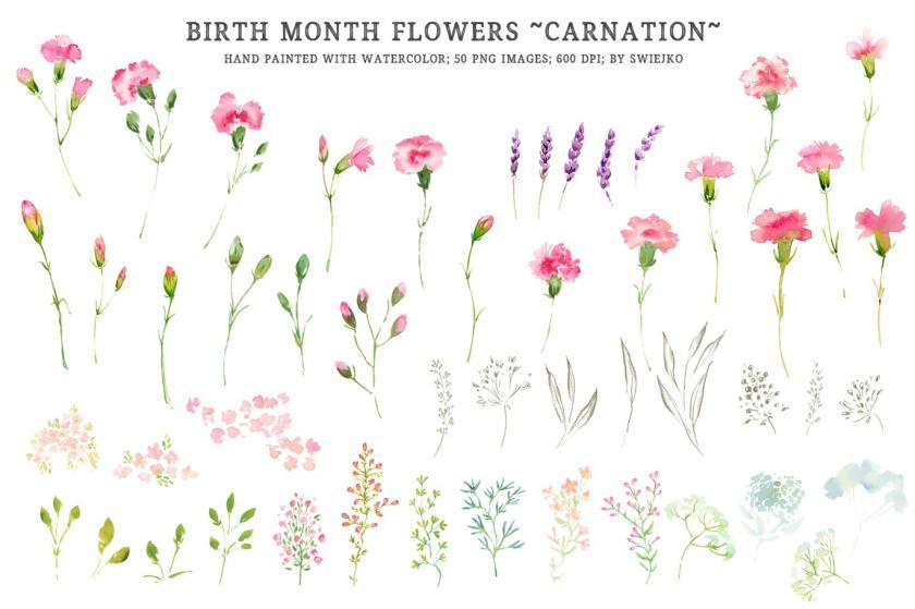 25xt-710414 Birthmonthflowers-Carnationz3.jpg