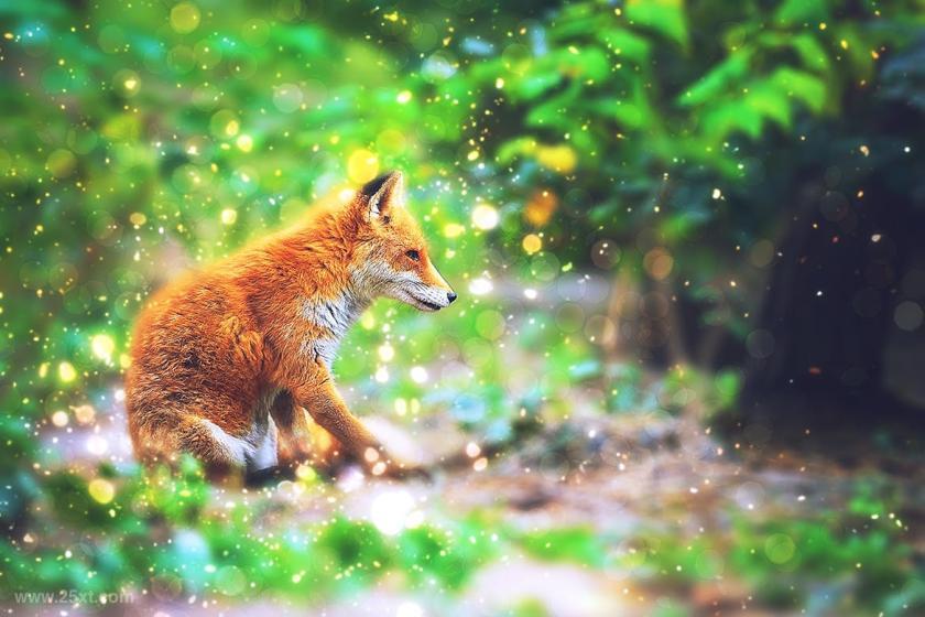 25xt-710426 LensDustPhotoshopActionz12.jpg