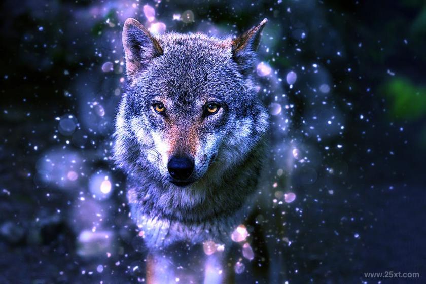 25xt-710426 LensDustPhotoshopActionz4.jpg