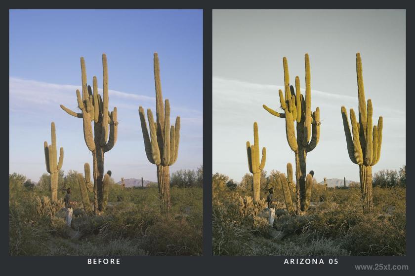 25xt-710661 20CactusLightroomPresetsandLUTsz3.jpg
