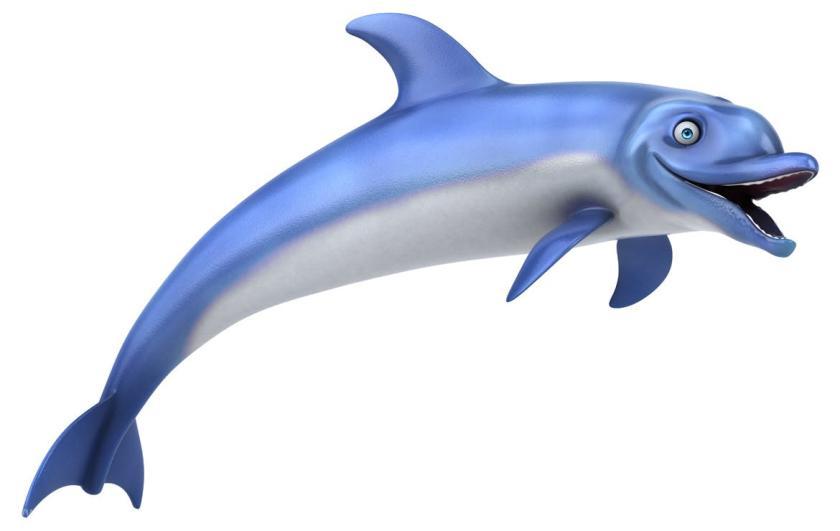 25xt-610140 10funDolphinsz3.jpg