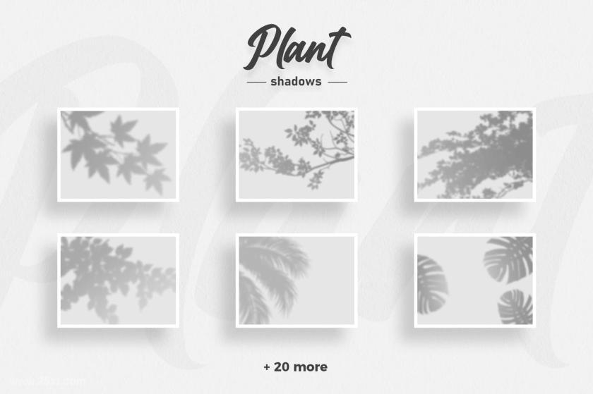25xt-711093 PlantShadowOverlaysz5.jpg