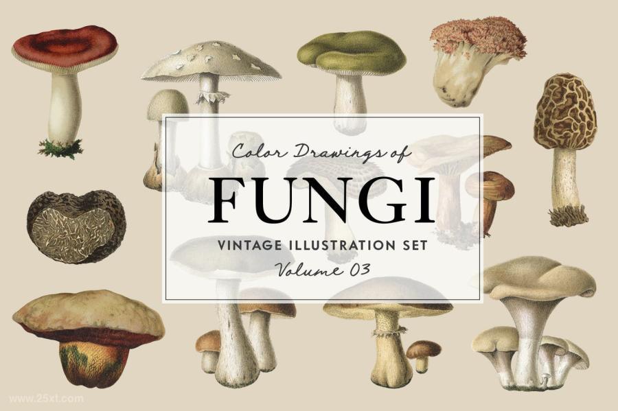 25xt-127749 Fungi-Vol-3---Vintage-Illustrationsz2.jpg