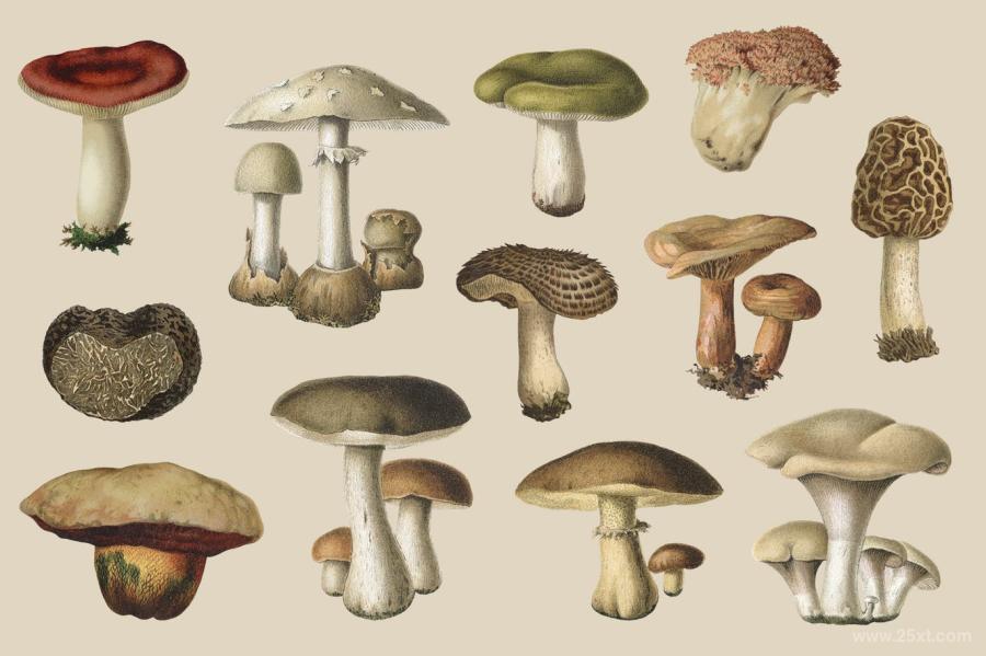 25xt-127749 Fungi-Vol-3---Vintage-Illustrationsz3.jpg