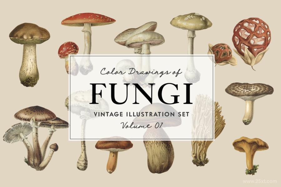 25xt-127750 Fungi-Vol-01---Vintage-Illustrationsz2.jpg