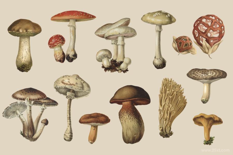 25xt-127750 Fungi-Vol-01---Vintage-Illustrationsz3.jpg