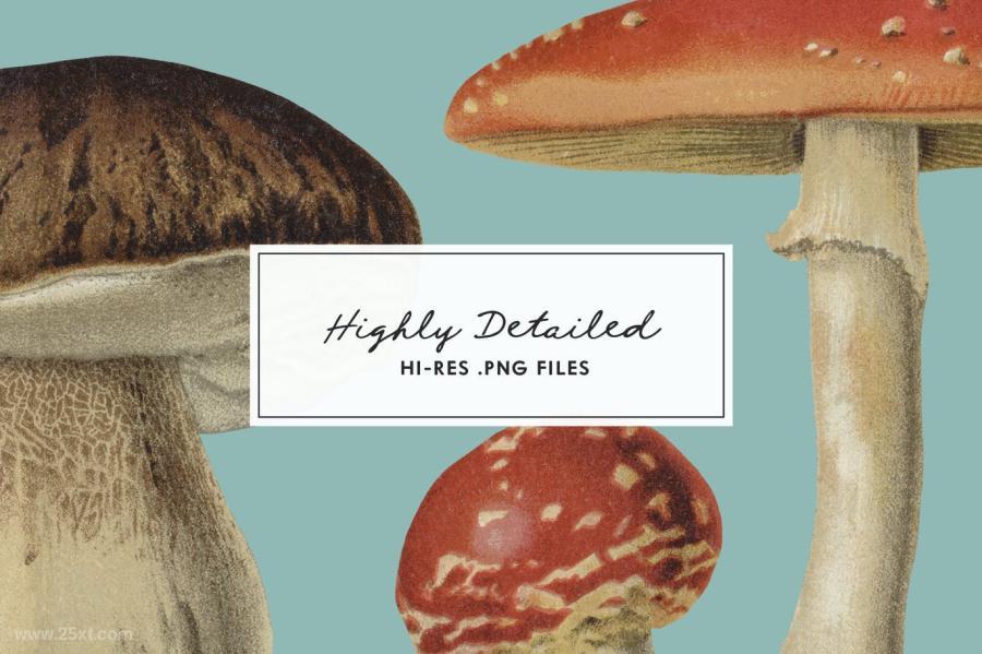 25xt-127750 Fungi-Vol-01---Vintage-Illustrationsz5.jpg