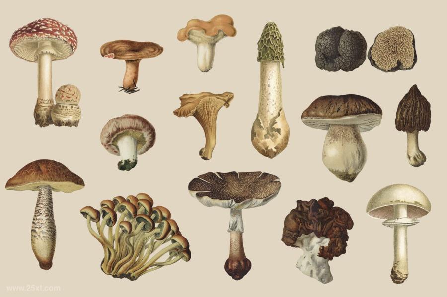 25xt-127751 Fungi-Vol-2---Vintage-Illustrationsz3.jpg