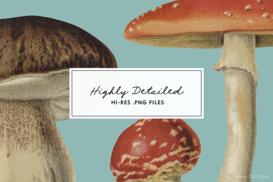 25xt-127751 Fungi-Vol-2---Vintage-Illustrationsz4.jpg