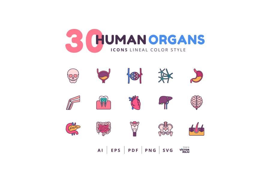 25xt-128078 30-Icons-Human-Organs-Lineal-Color-Stylez2.jpg