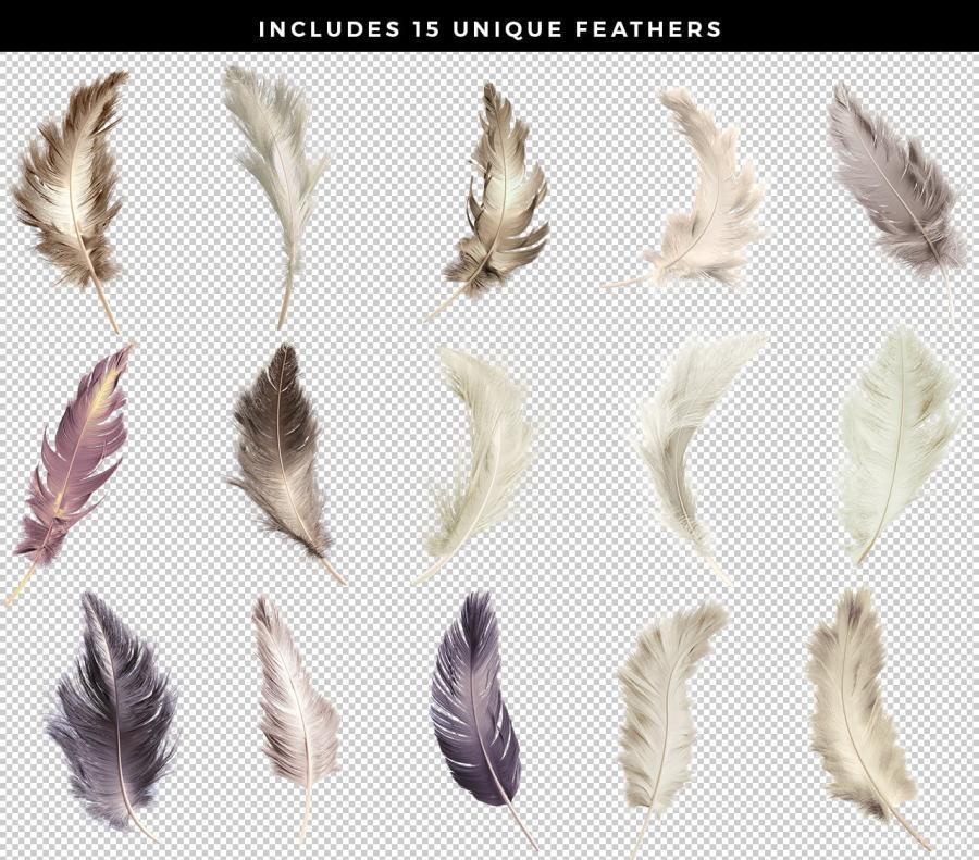 25xt-127989 Transparent-Feathers-Overlaysz3.jpg