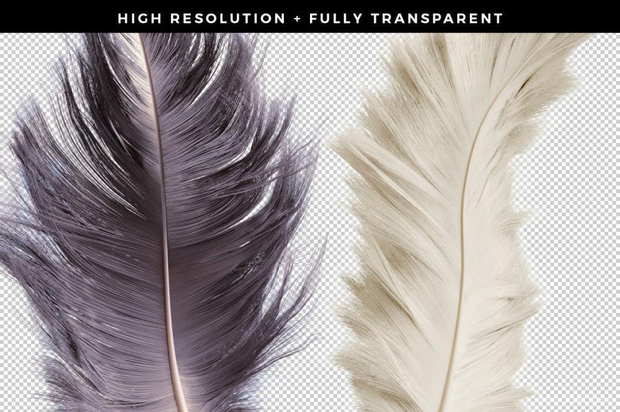 25xt-127989 Transparent-Feathers-Overlaysz5.jpg