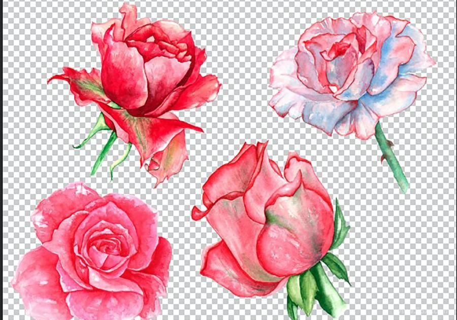 25xt-160035 Watercolor-roses-budsz3.jpg