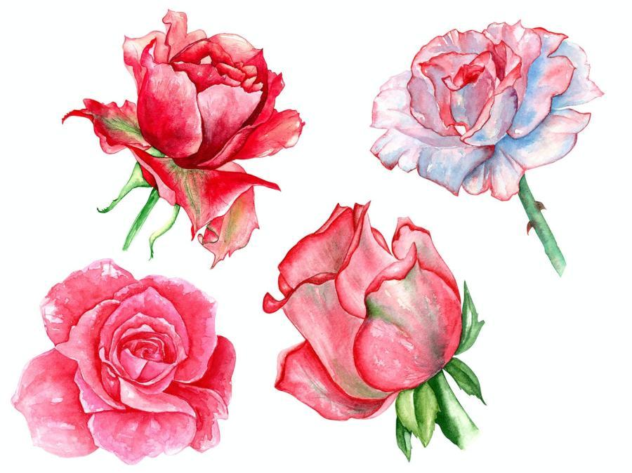 25xt-160035 Watercolor-roses-budsz5.jpg