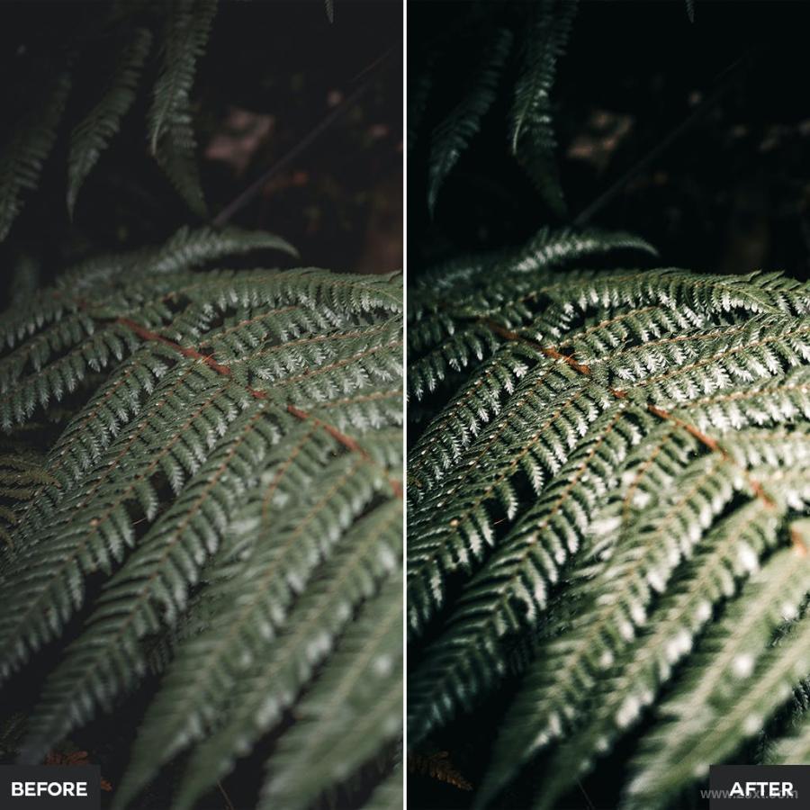 25xt-128319 Jungle-Lightroom-Presetsz7.jpg
