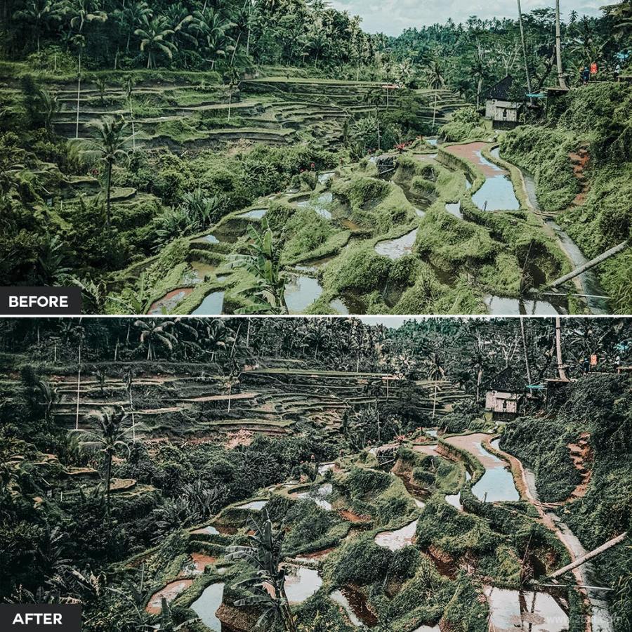25xt-128319 Jungle-Lightroom-Presetsz9.jpg