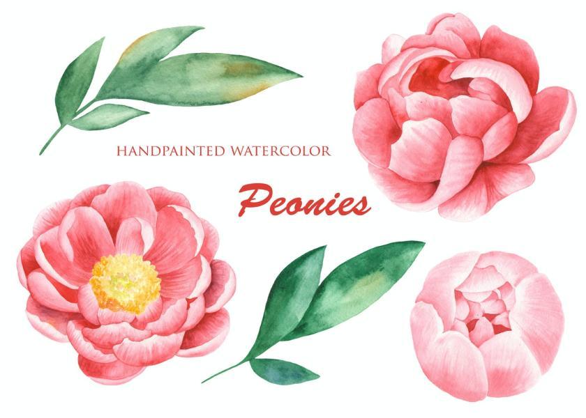 25xt-160423 WatercolorPeoniesflowersz3.jpg