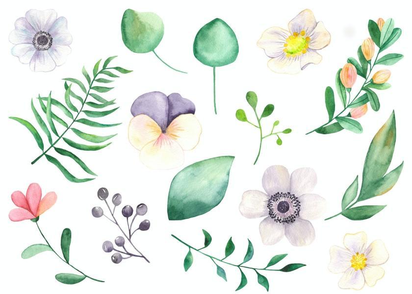 25xt-160423 WatercolorPeoniesflowersz4.jpg