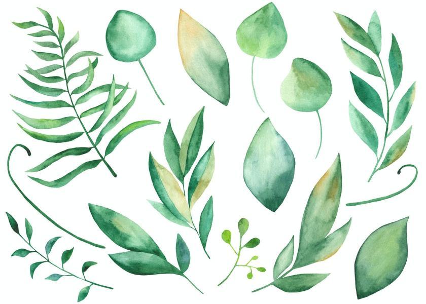 25xt-160423 WatercolorPeoniesflowersz5.jpg