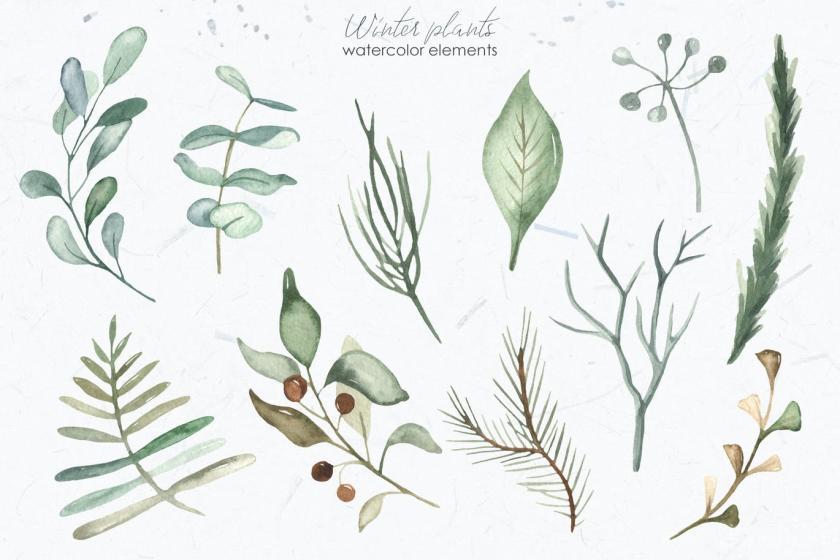 25xt-160436 Watercolorwinterplantsz4.jpg