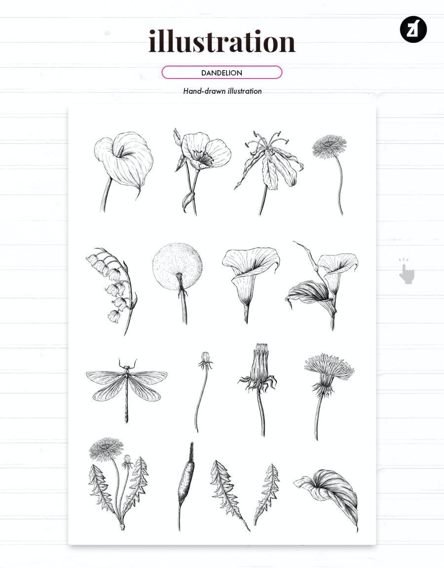 25xt-160668 Dandelion-vintage-illustration-and-patternz5.jpg