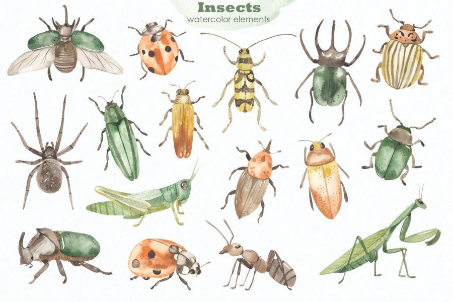 25xt-160830 Insects-watercolor-collectionz3.jpg