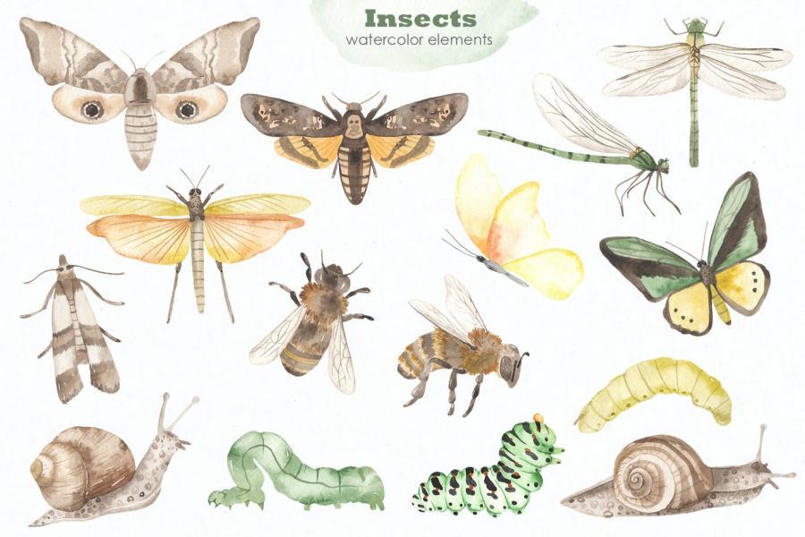 25xt-160830 Insects-watercolor-collectionz4.jpg