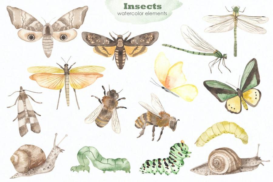 25xt-160830 Insects-watercolor-collectionz4.jpg