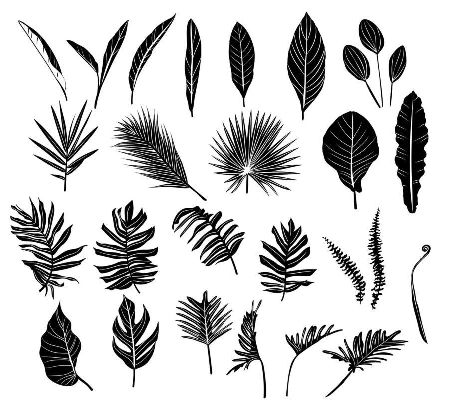 25xt-160839 Vector-Leaves-Leaf-Illustrationsz3.jpg