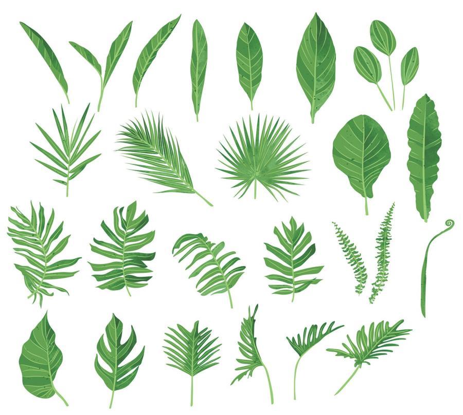 25xt-160839 Vector-Leaves-Leaf-Illustrationsz4.jpg