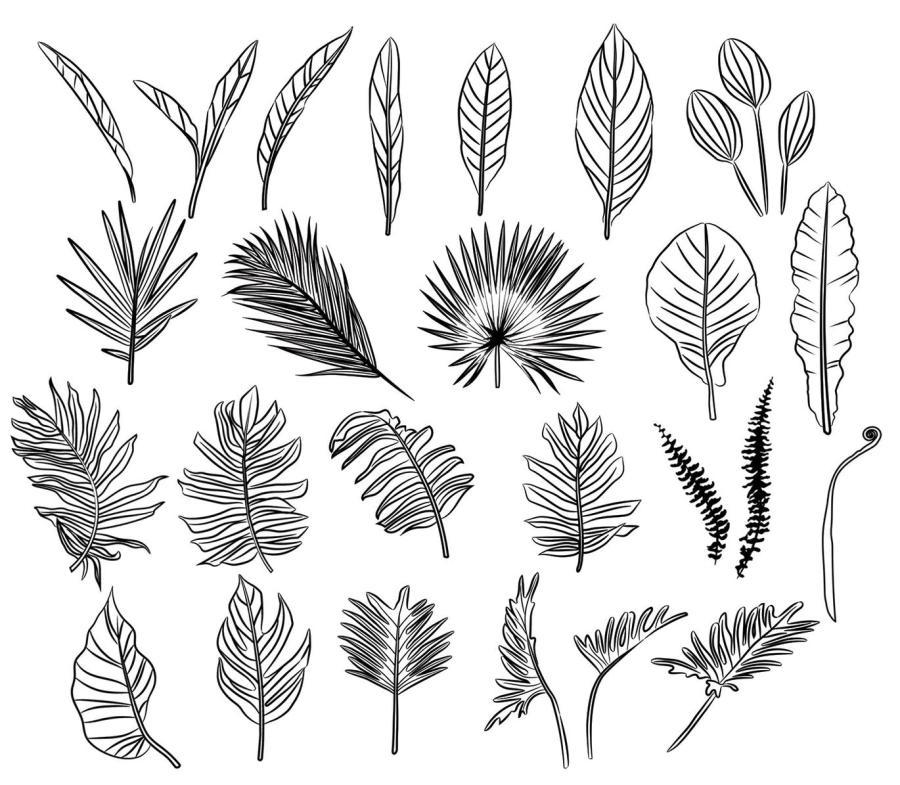 25xt-160839 Vector-Leaves-Leaf-Illustrationsz5.jpg
