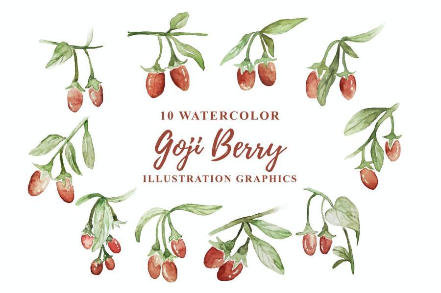 25xt-170559 10-Watercolor-Goji-Berry-Illustration-Graphicsz2.jpg