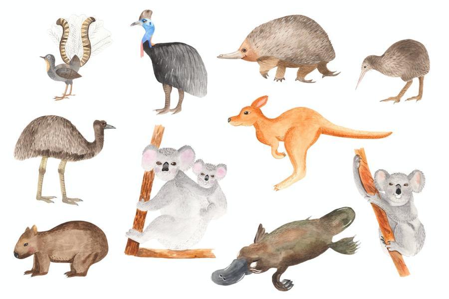 25xt-161165 Watercolor-Australian-animals-and-plantsz3.jpg