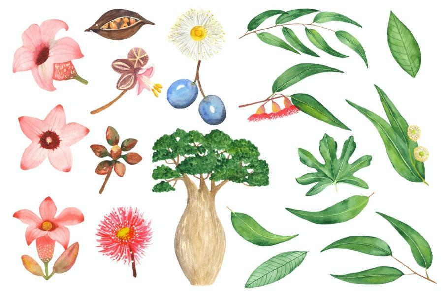 25xt-161165 Watercolor-Australian-animals-and-plantsz4.jpg