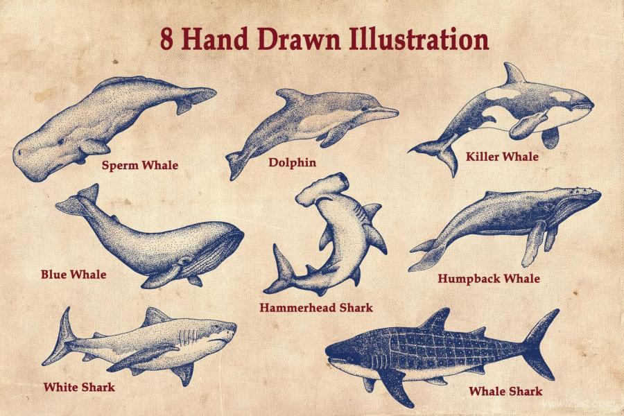 25xt-161173 Giant-Sea-Animal-Hand-Drawn-Illustrationz3.jpg