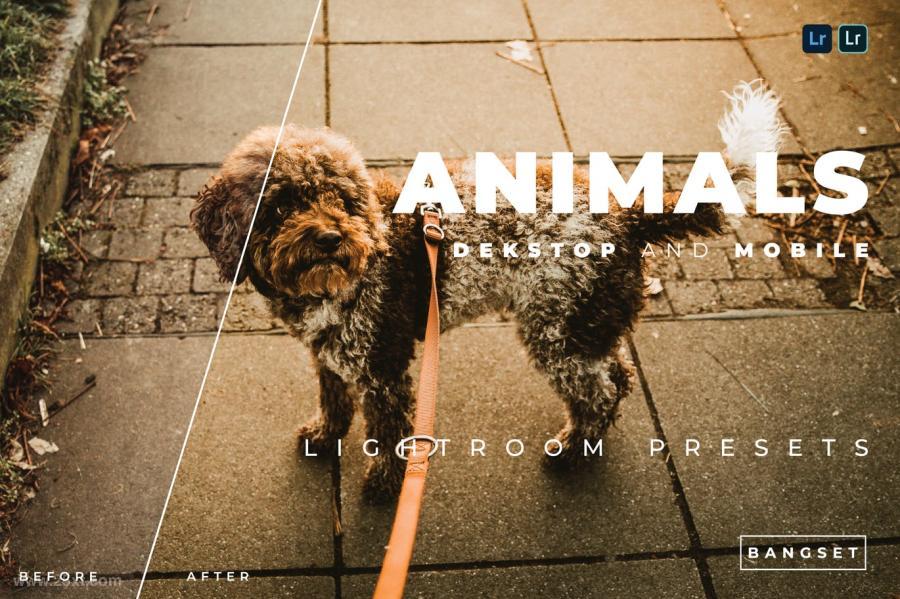 25xt-161399 Animals-Desktop-and-Mobile-Lightroom-Presetz2.jpg