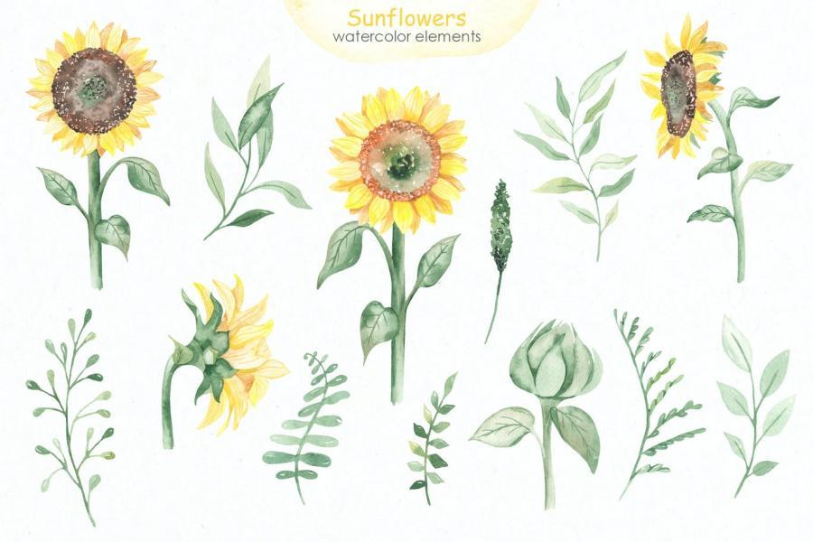 25xt-161199 Sunflowers-Watercolor-collectionz3.jpg