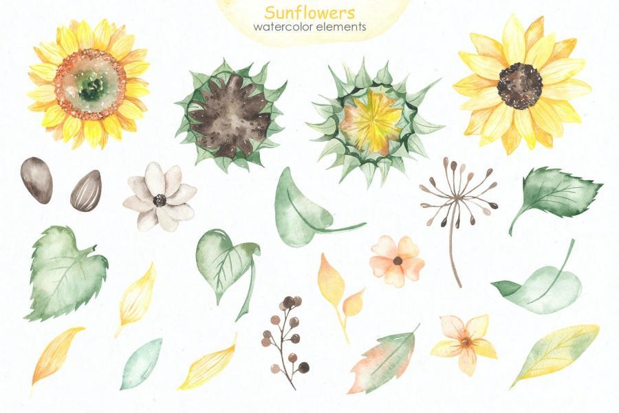 25xt-161199 Sunflowers-Watercolor-collectionz4.jpg